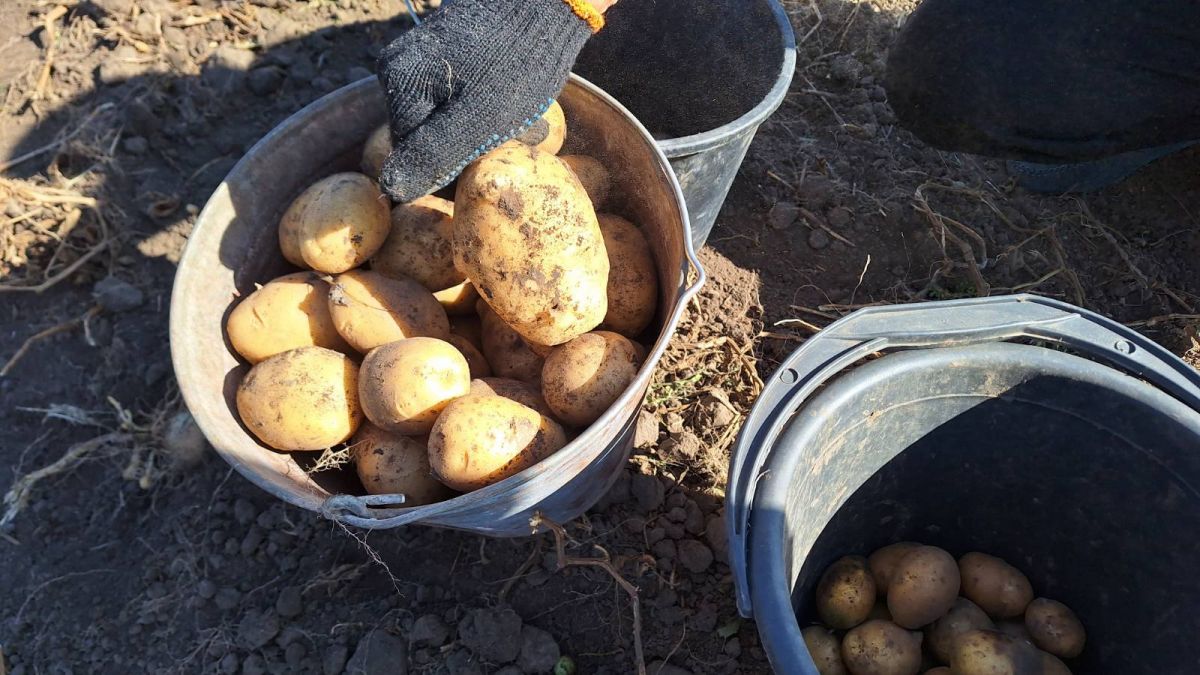 Зібрано урожай картоплі: Громада об’єдналася для спільної справи